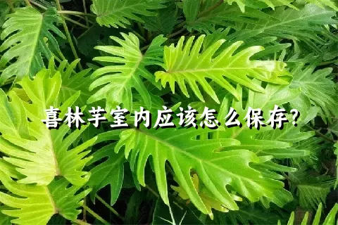 喜林芋室内应该怎么保存？