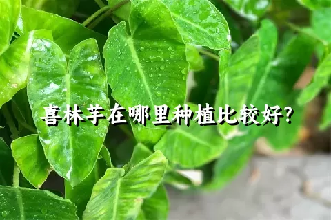 喜林芋在哪里种植比较好？