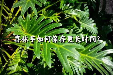 喜林芋如何保存更长时间？