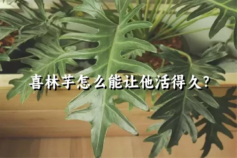 喜林芋怎么能让他活得久？