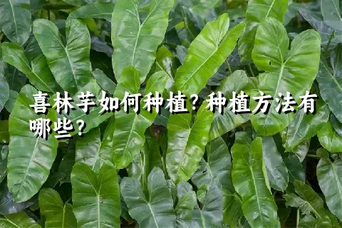 喜林芋如何种植？种植方法有哪些？