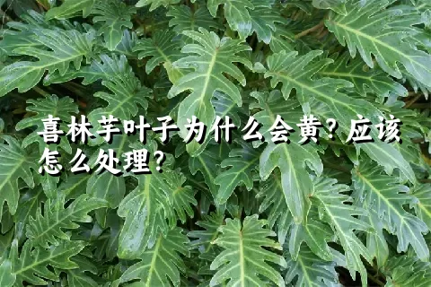 喜林芋叶子为什么会黄？应该怎么处理？