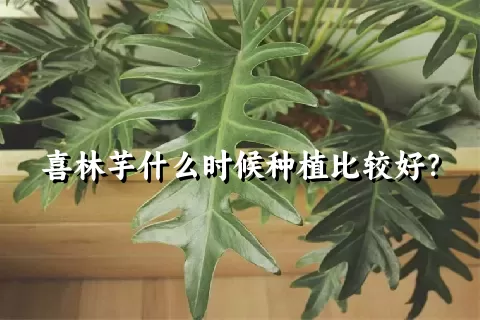 喜林芋什么时候种植比较好？