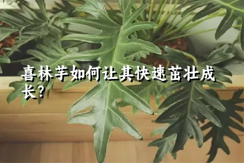 喜林芋如何让其快速茁壮成长？