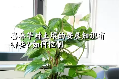 喜林芋对土壤的要求知识有哪些？如何控制