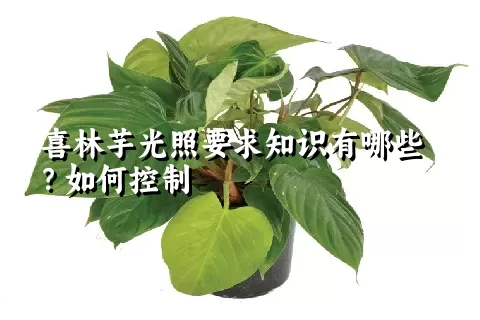 喜林芋光照要求知识有哪些？如何控制