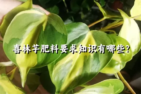 喜林芋肥料要求知识有哪些？