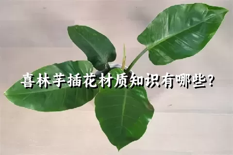 喜林芋插花材质知识有哪些？