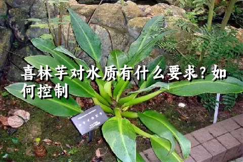 喜林芋对水质有什么要求？如何控制