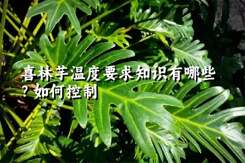 喜林芋温度要求知识有哪些？如何控制