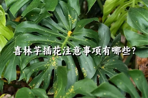 喜林芋插花注意事项有哪些？