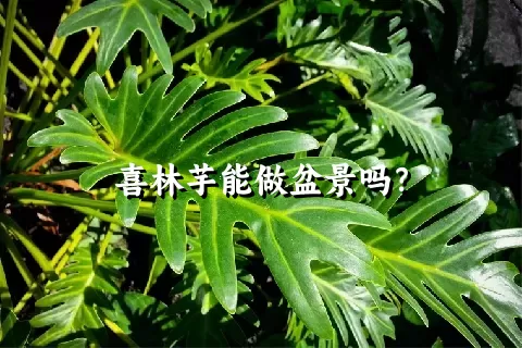 喜林芋能做盆景吗？