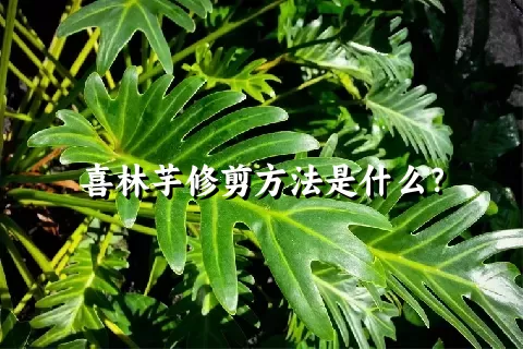 喜林芋修剪方法是什么？