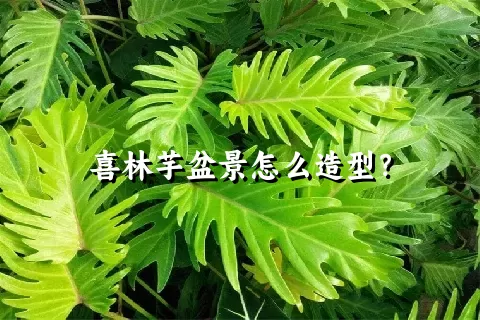 喜林芋盆景怎么造型？