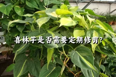 喜林芋是否需要定期修剪？