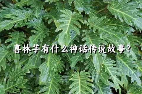 喜林芋有什么神话传说故事？