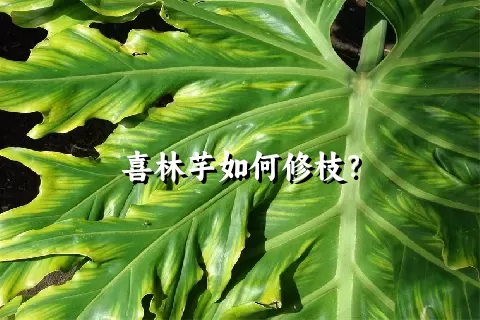 喜林芋如何修枝？