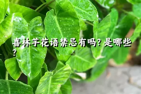 喜林芋花语禁忌有吗？是哪些？