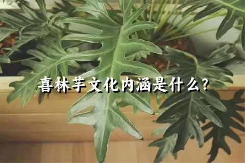 喜林芋文化内涵是什么？