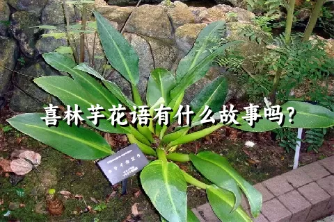 喜林芋花语有什么故事吗？