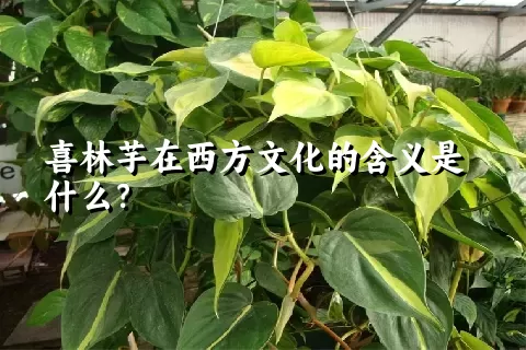 喜林芋在西方文化的含义是什么？