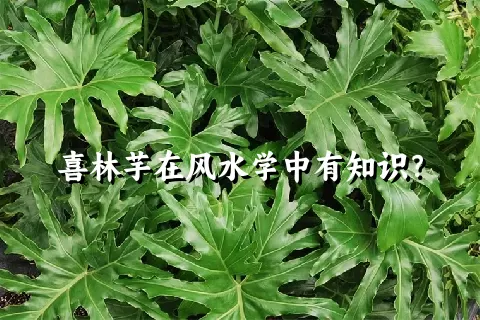 喜林芋在风水学中有知识？