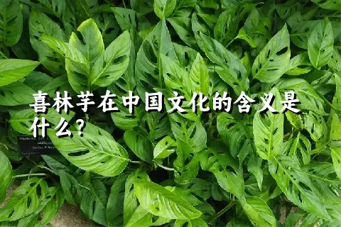 喜林芋在中国文化的含义是什么？