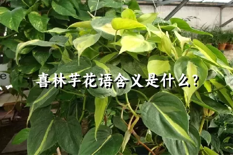 喜林芋花语含义是什么？