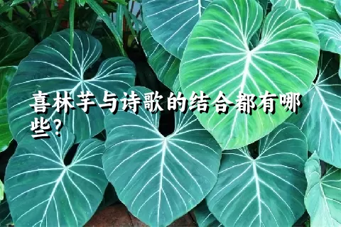 喜林芋与诗歌的结合都有哪些？