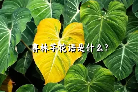 喜林芋花语是什么？