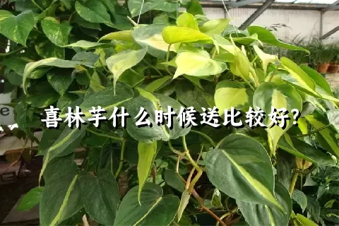 喜林芋什么时候送比较好？