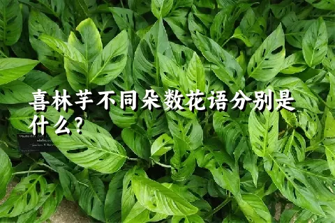 喜林芋不同朵数花语分别是什么？