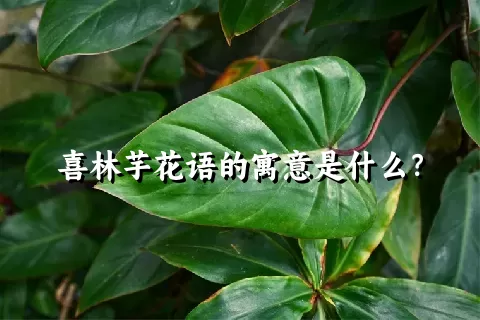 喜林芋花语的寓意是什么？