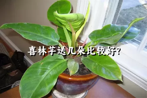 喜林芋送几朵比较好？