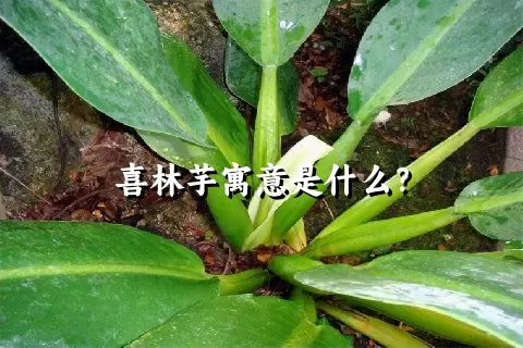 喜林芋寓意是什么？