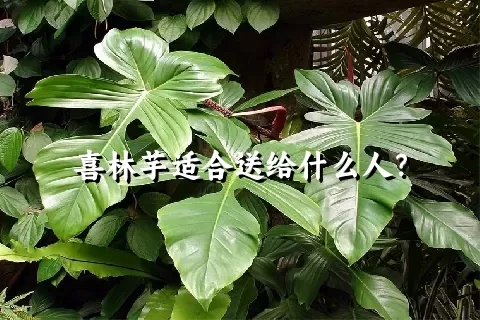 喜林芋适合送给什么人？