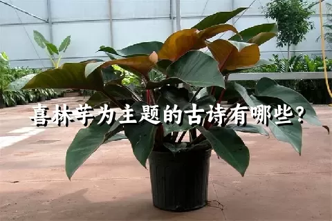 喜林芋为主题的古诗有哪些？