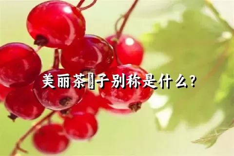 美丽茶藨子别称是什么？