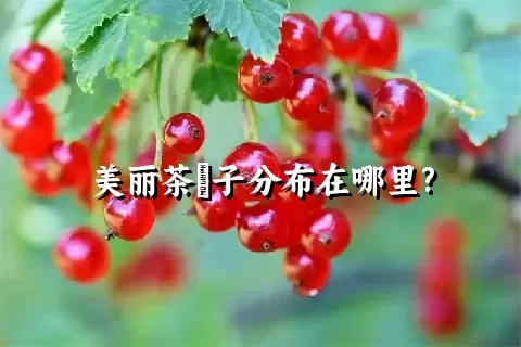 美丽茶藨子分布在哪里?