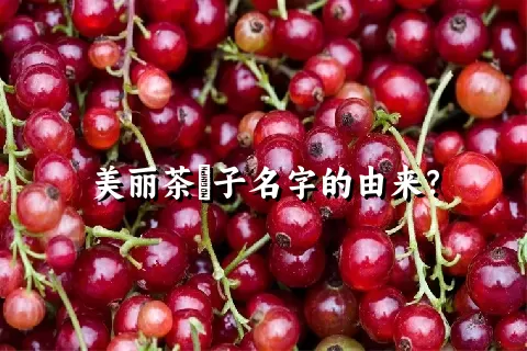 美丽茶藨子名字的由来？