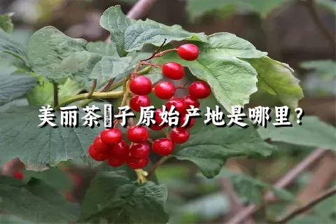 美丽茶藨子原始产地是哪里？