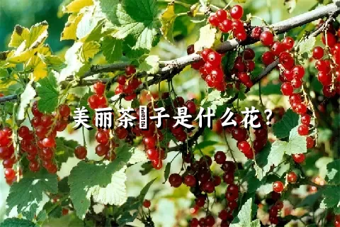 美丽茶藨子是什么花？