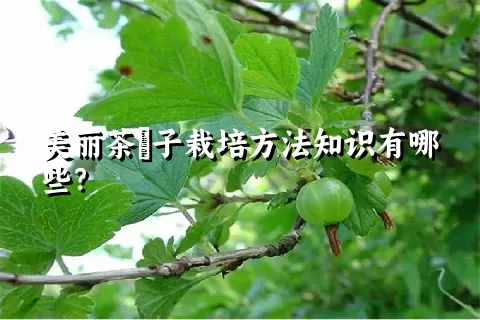 美丽茶藨子栽培方法知识有哪些？