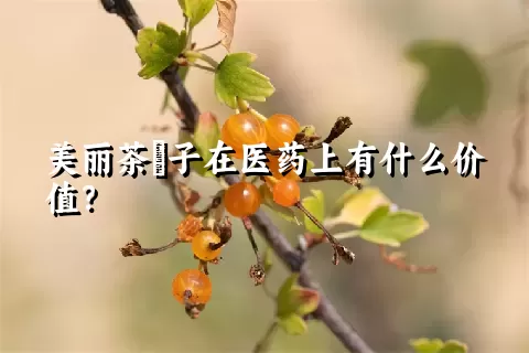 美丽茶藨子在医药上有什么价值？