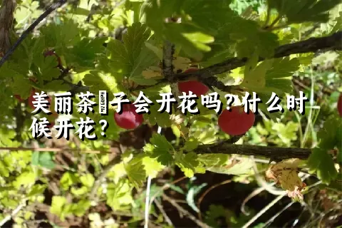 美丽茶藨子会开花吗？什么时候开花？