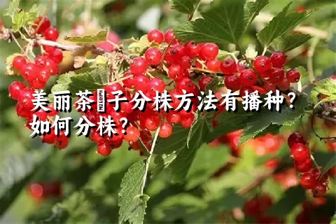 美丽茶藨子分株方法有播种？如何分株？