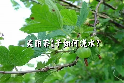 美丽茶藨子如何浇水？