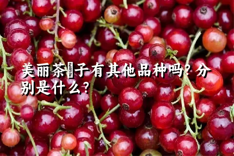 美丽茶藨子有其他品种吗？分别是什么？