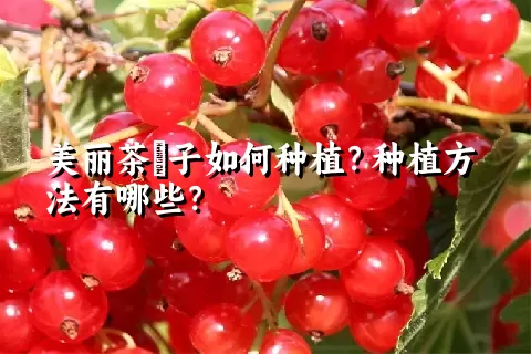 美丽茶藨子如何种植？种植方法有哪些？