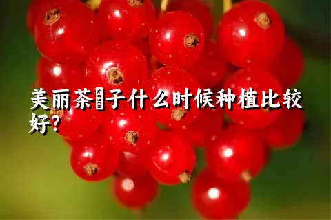 美丽茶藨子什么时候种植比较好？